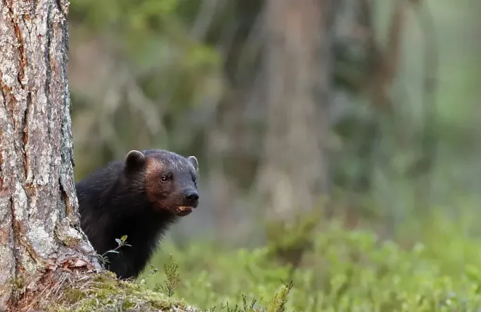 Impresión enmarcada : Lobo Arpía, Gulo Gulo.