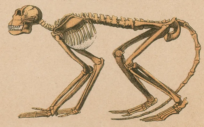 Impresión enmarcada : Mono antiguo, Mesopithecus pentelicus. Impresión enmarcada : Mono antiguo, Mesopithecus pentelicus.