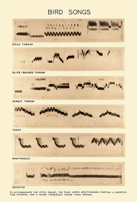 Impresión enmarcada : Espectrograma de Cantos de Aves. Impresión enmarcada : Espectrograma de Cantos de Aves.
