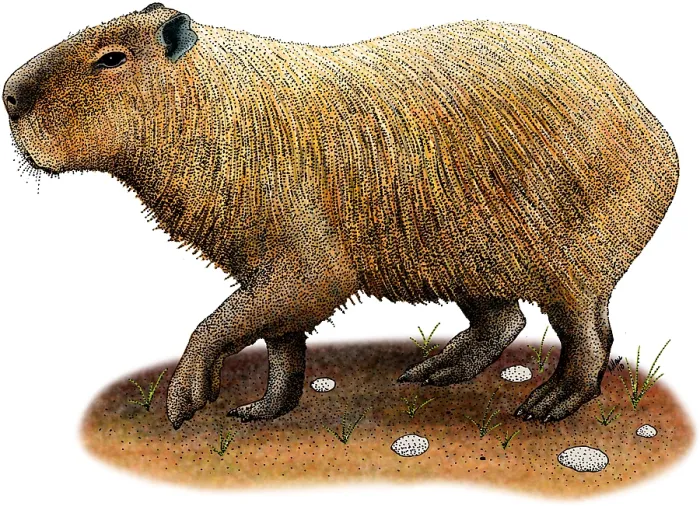 Impresión enmarcada : Capybara. Ilustración de un capybara (Hydrochoerus hydrochaeris)