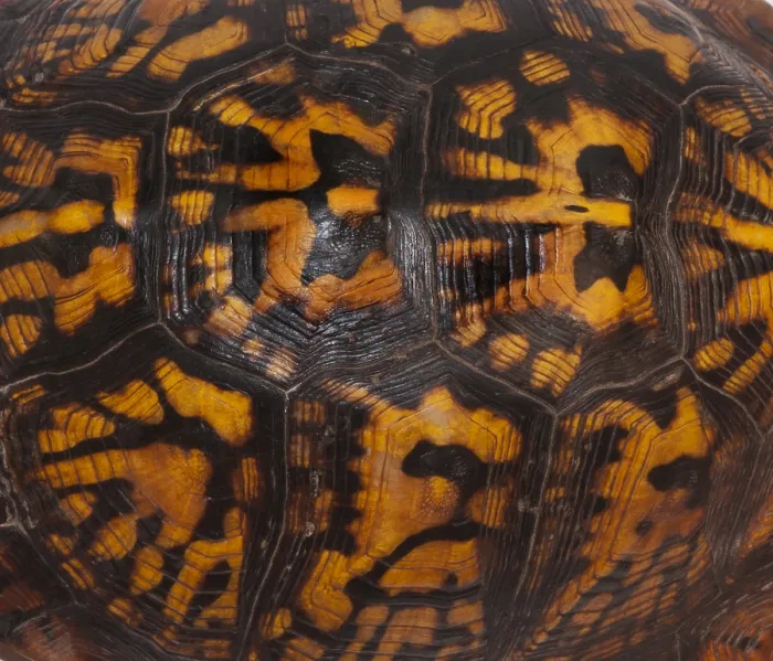 Impresión enmarcada : Tortuga de caja oriental, patrón de concha.