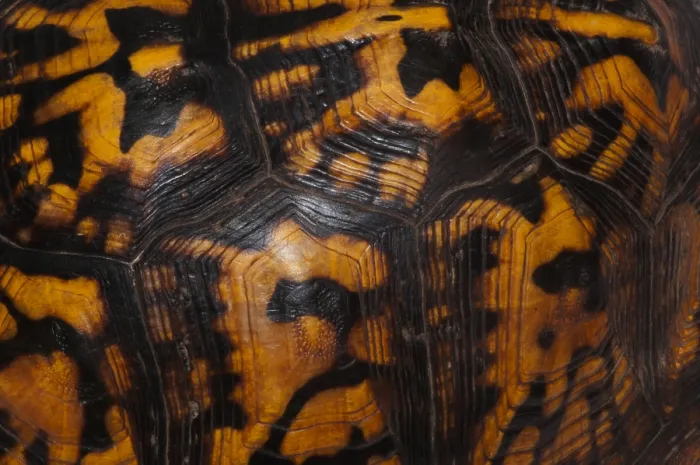 Impresión enmarcada : Tortuga de casco oriental, patrón de concha. Impresión enmarcada : Tortuga de casco oriental, patrón de concha.