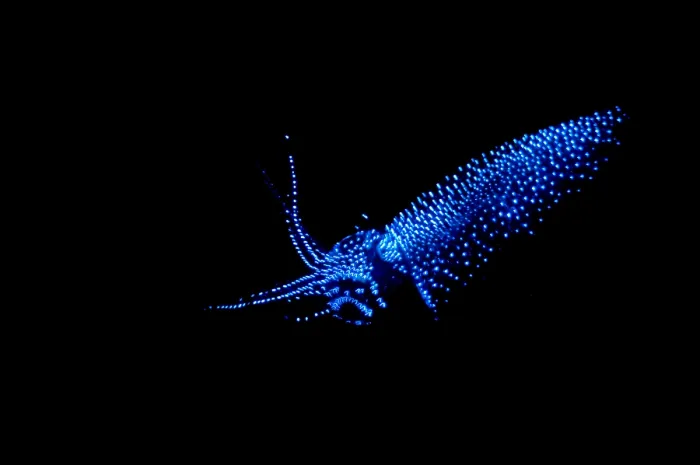 Impresión enmarcada : Calamar luciérnaga. Impresión enmarcada : Calamar luciérnaga.