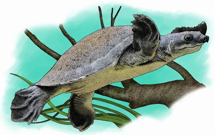 Impresión enmarcada : Tortuga del Río Fly Impresión enmarcada : Tortuga del Río Fly