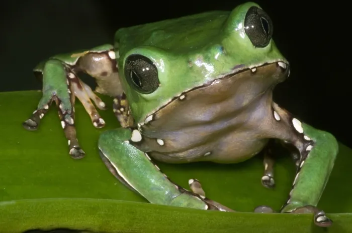 Impresión enmarcada : Rana Mono Gigante