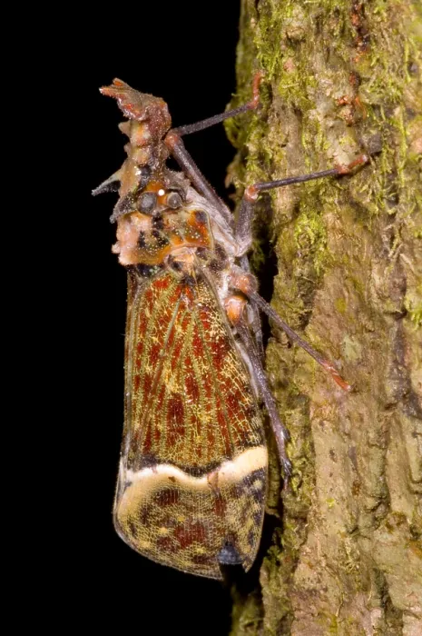 Impresión enmarcada : Mosca de la lámpara