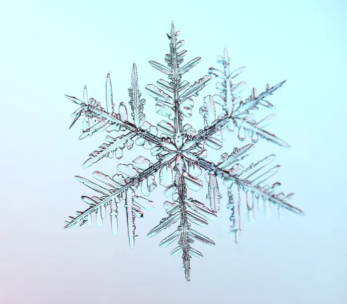 Impresión enmarcada : Flor de Nieve bajo el Microscopio.