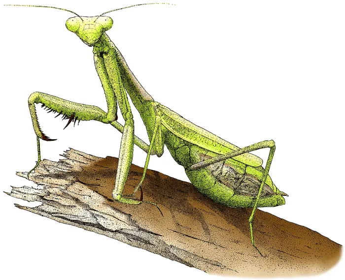 Impresión enmarcada : Mantis religiosa