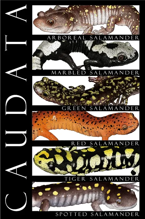 Impresión enmarcada : Anfibios, Póster.
