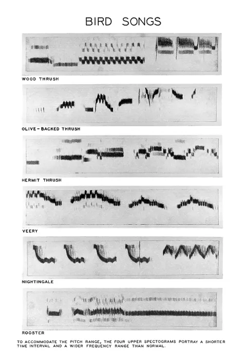 Impresión enmarcada : Spectrograms Impresión enmarcada : Spectrograms