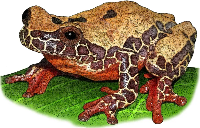 Impresión enmarcada : Rana de árbol triángulo, Ilustración.