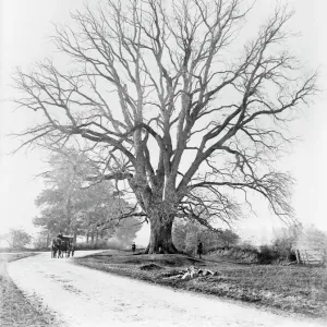 Print of Fyfield Elm in Oxfordshire Print of Fyfield Elm in Oxfordshire