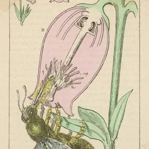 Bee Pollinating Print - A bee pollinates a flower