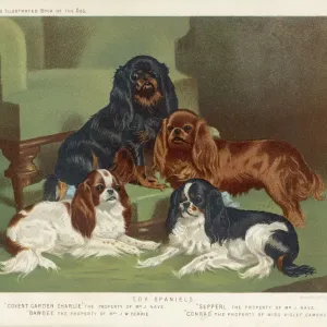 Four Colours Together Print: King Charles Spaniels