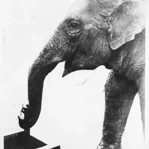 Elephant Drinking Print, Tokyo Japan