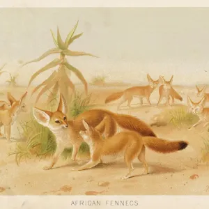 Fennec Fox Print - A Fennec Canis zerda with exceptionally long ears