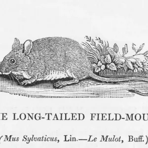 Long-tailed Field-Mouse Print (Bewick)