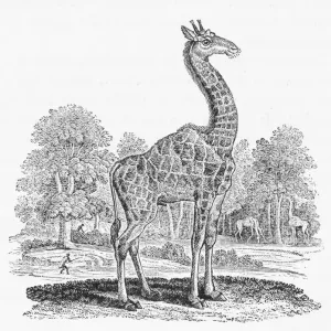 Giraffe (Bewick) Print: Camelopard, standing over 5.5m tall Giraffe (Bewick) Print: Camelopard, standing over 5.5m tall
