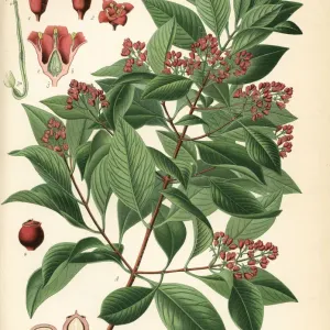 Indian Sandalwood Print, Santalum album (Vulnerable)