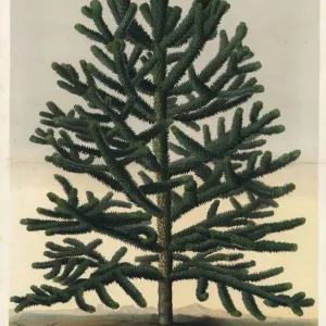 Endangered Monkey Puzzle Tree, Araucaria araucana Print