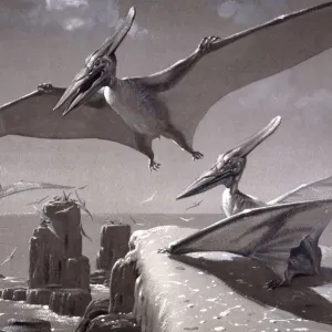 Pteranodon Print