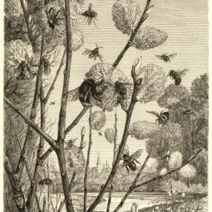 Bees in Springtime Print - Pussy Willow by a River Bees in Springtime Print - Pussy Willow by a River