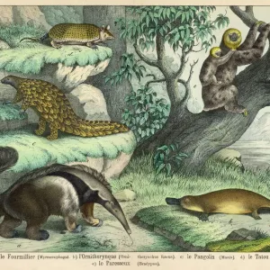 Quadruped Print: Giant Anteater, Brown Platypus and More