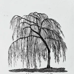 Weeping Willow Print from 1786 Tree Series