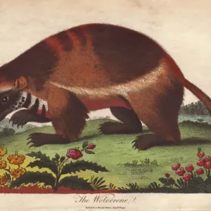 Handcolored Copperplate Engraving Print of Wolverine
