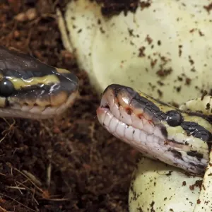 Ball Python Print - Captive Hatching from Egg