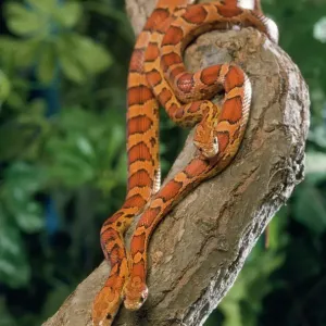 Serpiente de liga Imágenes relacionadas