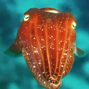 Cuttlefish Print, Sepia sp., Great Barrier Reef