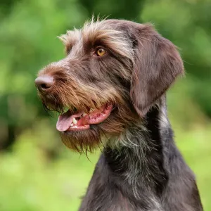 Gundog Imágenes relacionadas