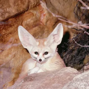 Fennec Fox LB-11512 Print