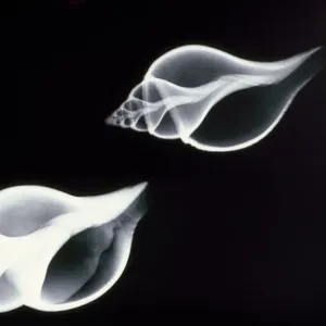 X-ray Print of Fish Shells