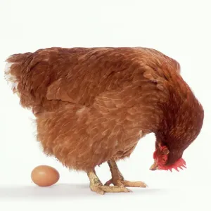 Chicken Print, Studio Shot of a Bird Looking at an Egg