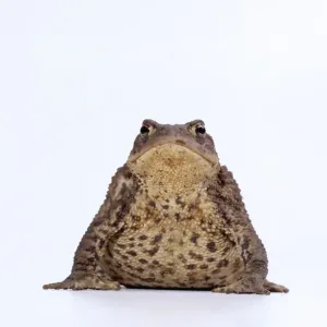 Common Toad Print - Bufo bufo
