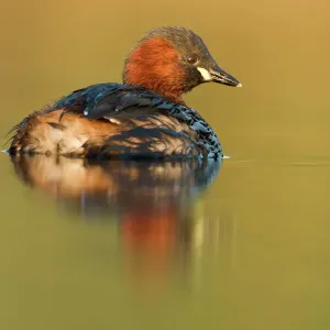 Little Grebe Print - Adult in summer plumage, Cleveland, UK