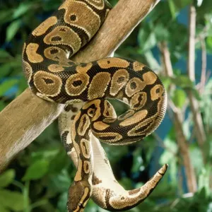 Royal Ball Python Print (Python regius)