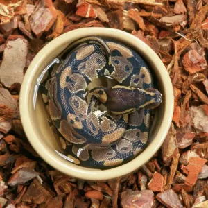 Royal Ball Python Print JD-15140