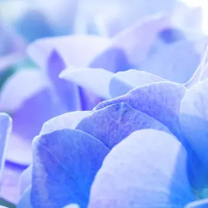 Hydrangea macrophylla Flower Petal Print Hydrangea macrophylla Flower Petal Print