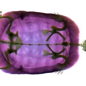 Turtle Head Coloured X-ray Print