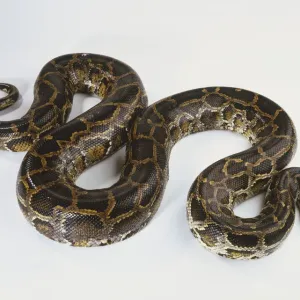 Burmese Python Print, S-Shaped Brown Snake
