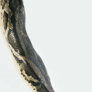 Burmese Python Head Print