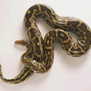 Burmese Python Print