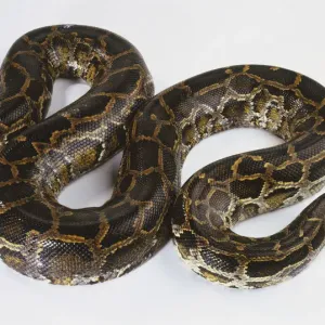 Burmese Python Print, View from Above