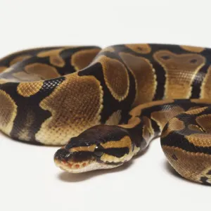 Un python royal enroulé avec sa tête au centre, pour une protection maximale.