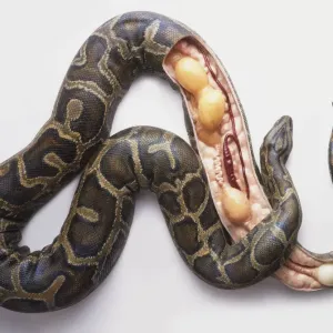 Burmese Python Laying Eggs Cross-Section Print