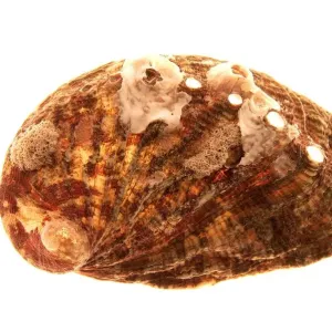 Shell