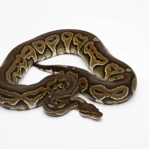 Black Pastel Ball Python Print